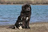 DOGUE DU TIBET 155
